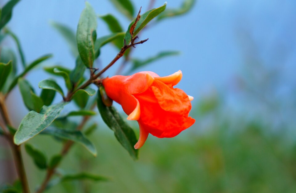 Pomegranate blossom budding Free photos