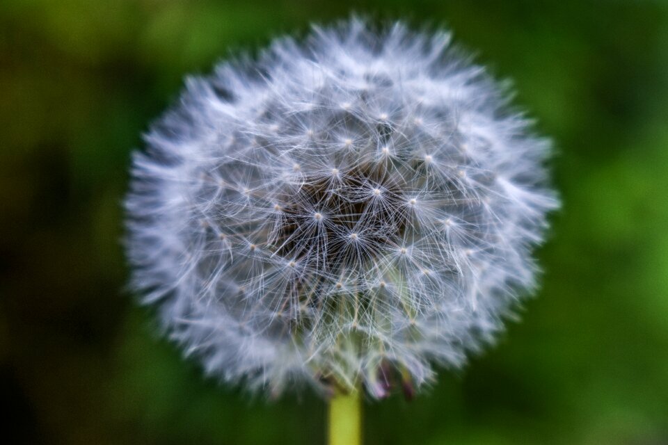 Dandelion tooth-of-lion seeds