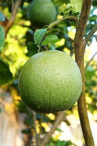 Grapefruit green skin pomelo grapefruit fruits