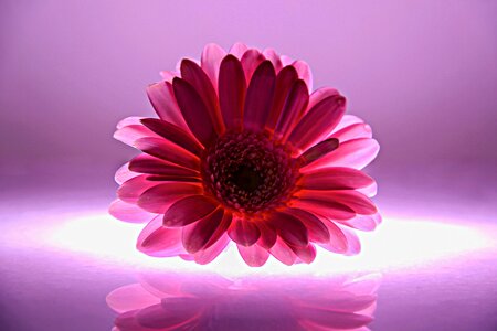 Light macro violet