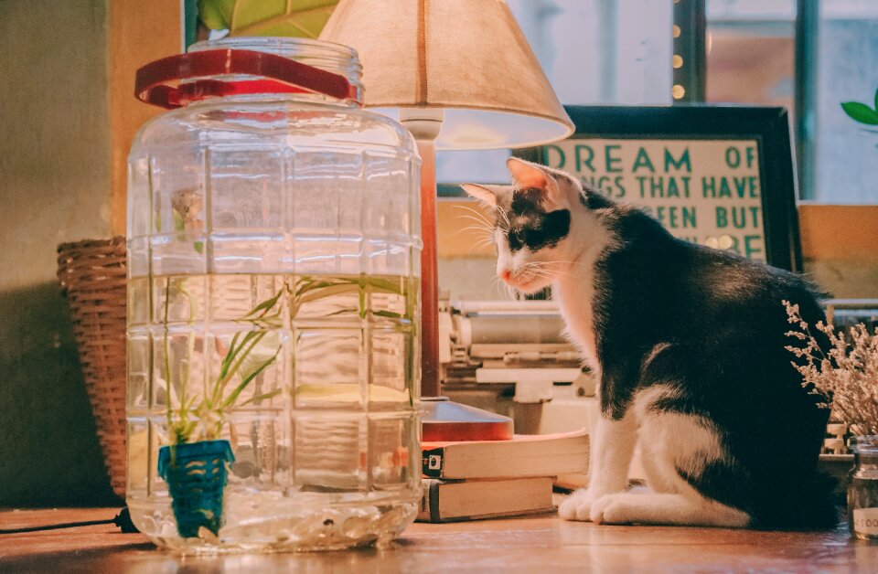 Kitten pet feline