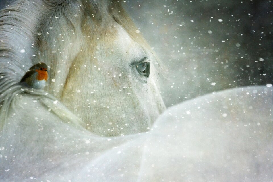 Cold wonderland holiday