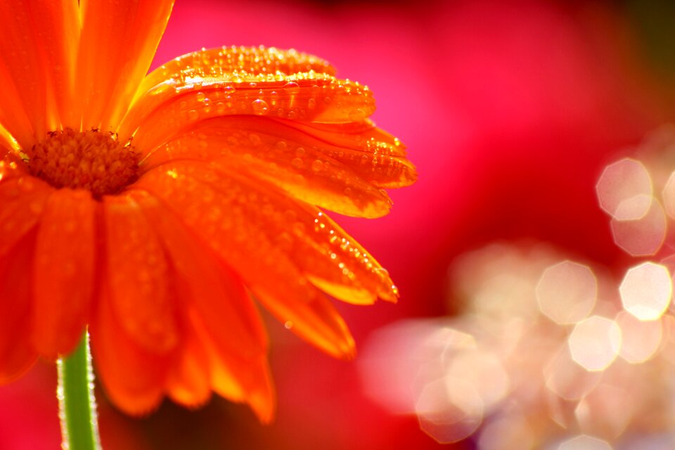 Bokeh blossom bloom