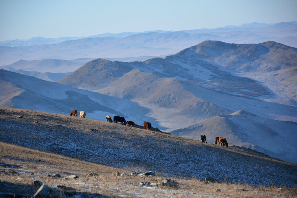 Livestock horses winter