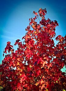 Red leaves leaves discoloration
