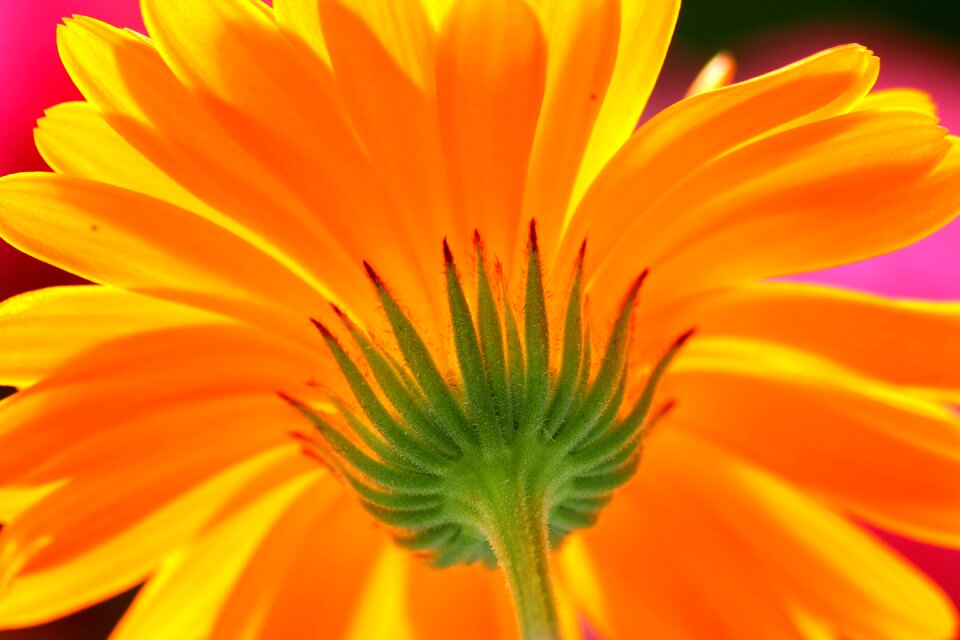 Yellow nature blossom