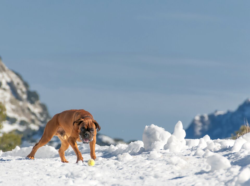Mountain boxer landscape