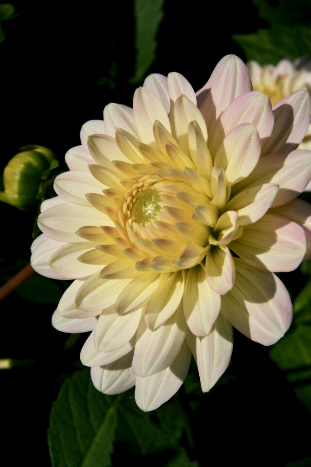 Dahlia petals bloom