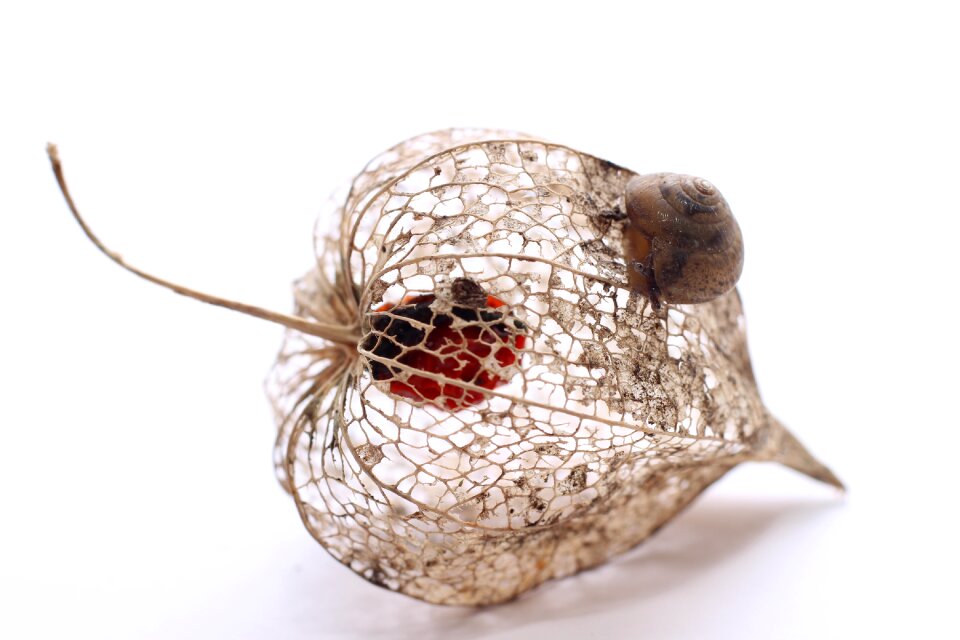 Dried close up animal