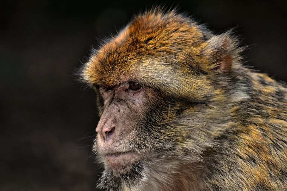 Animal wild animal zoo