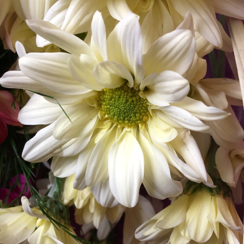 Petals nature white