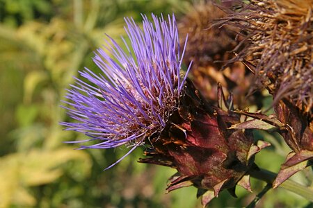 Artichoke flower artichoke purple photo