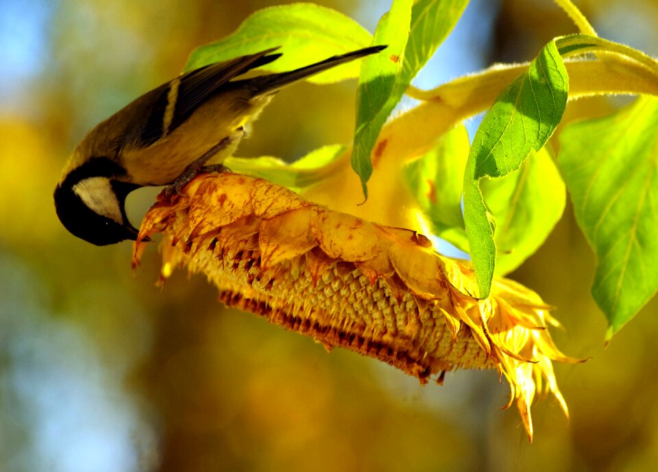 Food autumn sunflower seeds