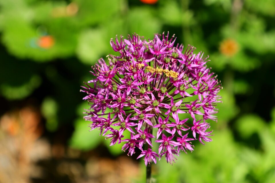 Violet purple spring flower