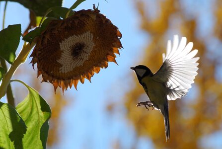 Bird hunger feather photo