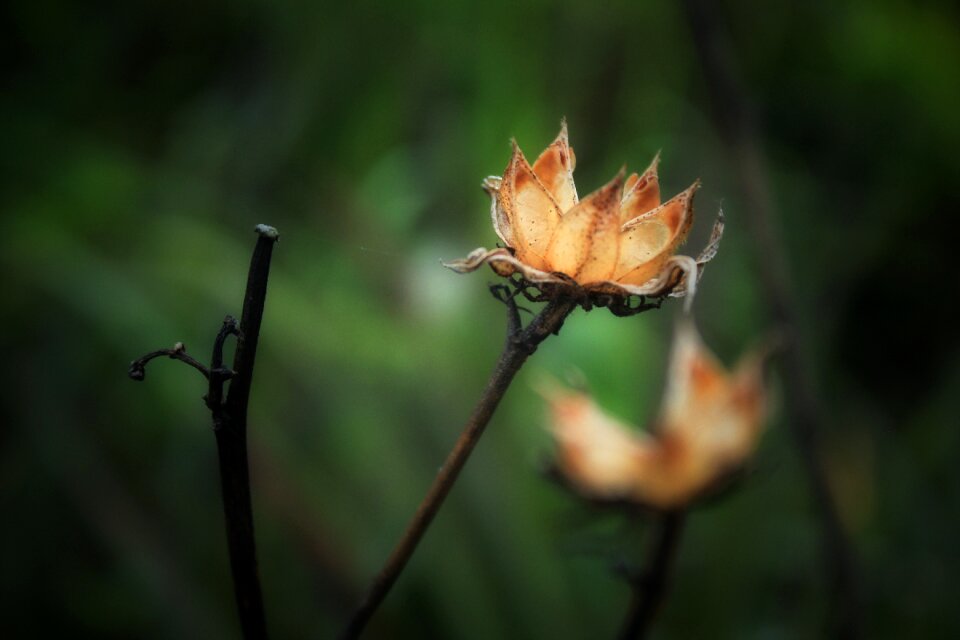 Dry yellow nature