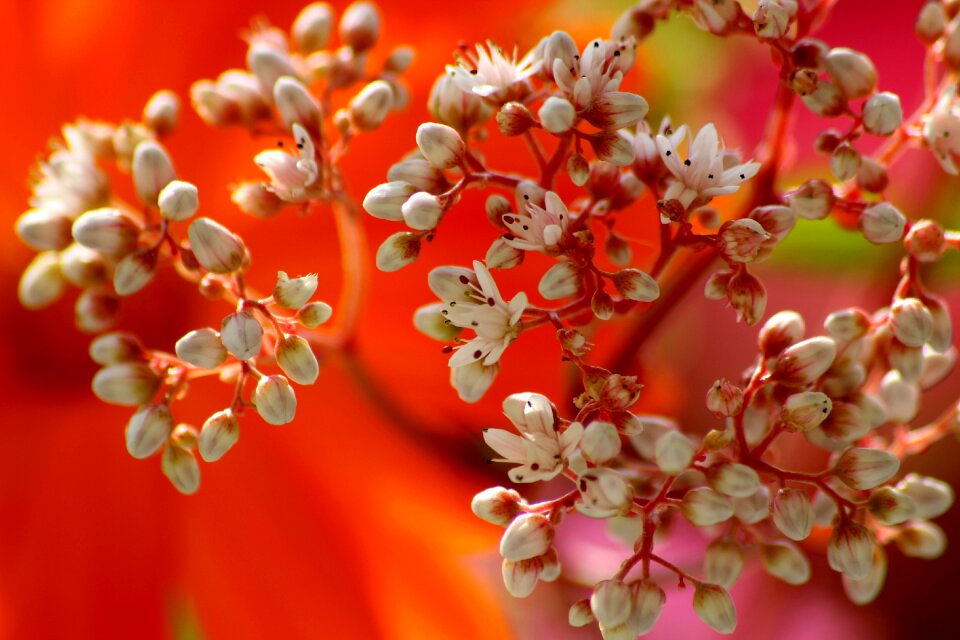 Spring nature plant