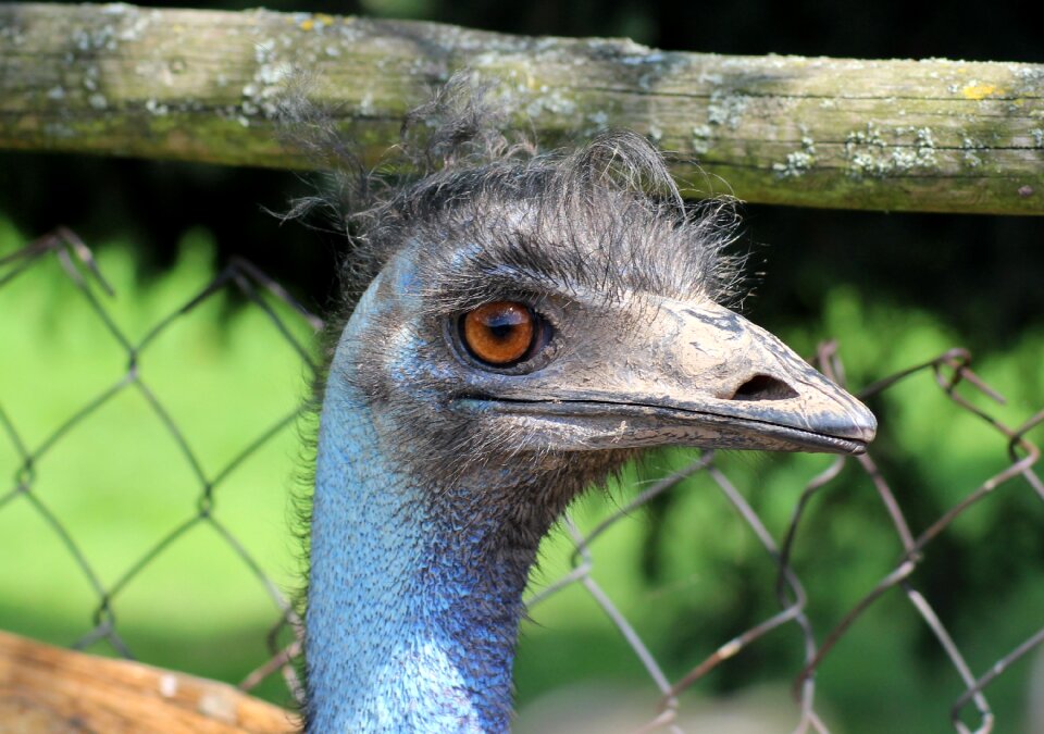 Eye bird flightless