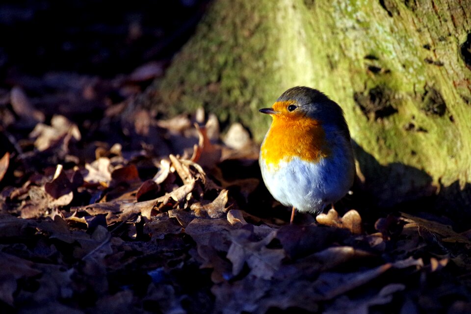 Bird winter magic frost