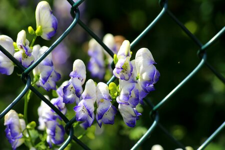 Blue flowers garden summer