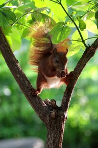 Tree mammal nager
