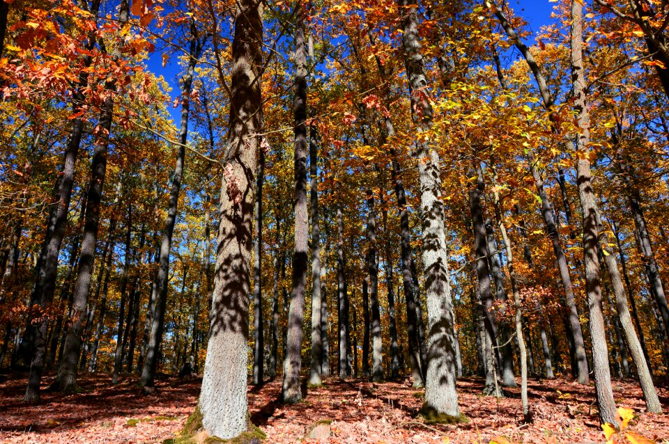 Deciduous trees landscape nature