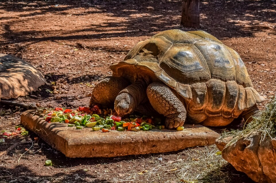 Tortoise animal eating