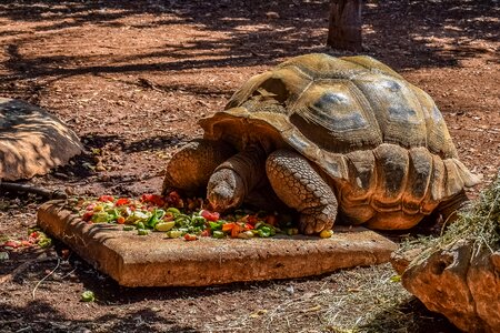 Tortoise animal eating