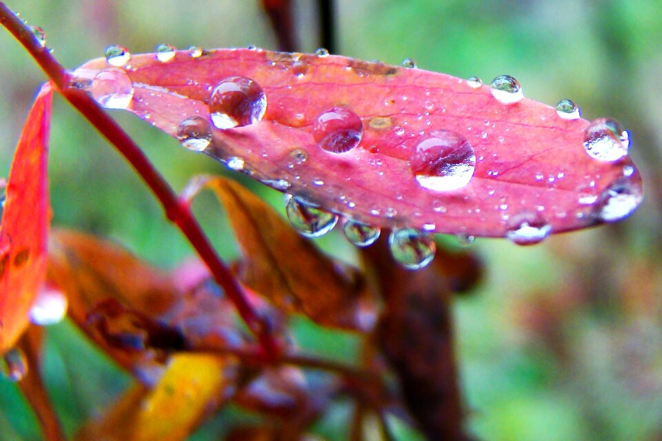 Autumn ecology flora