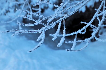 Frost plant white