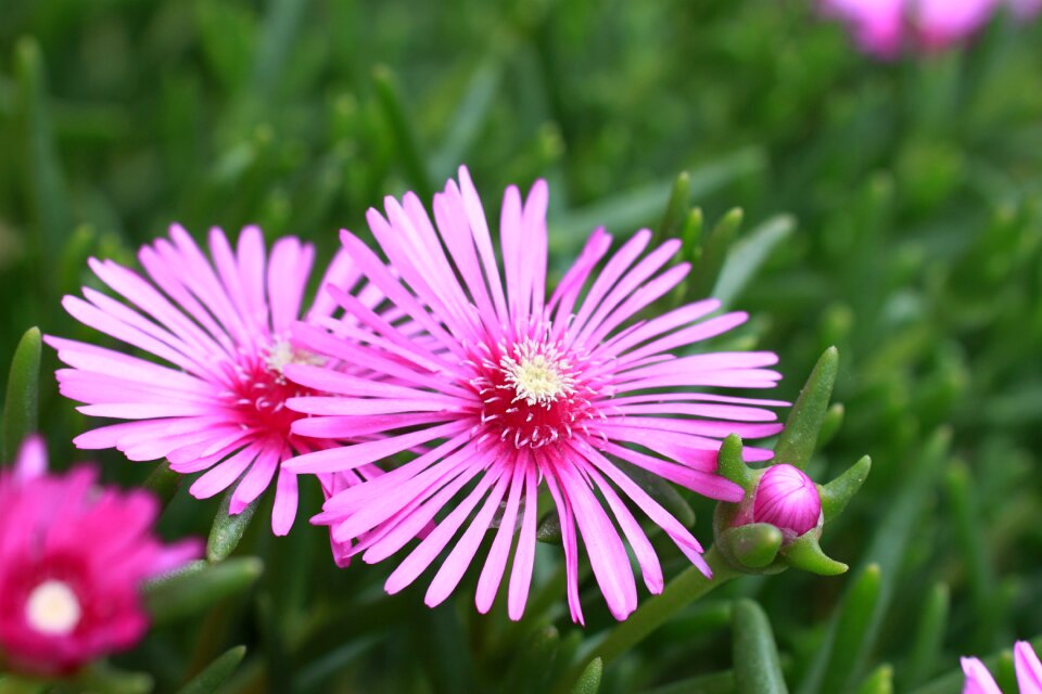 Wildflowers neck pink