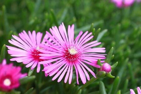 Wildflowers neck pink