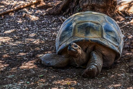 Tortoise animal zoo photo