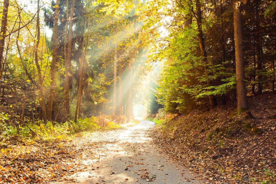 Nature sunlight landscape