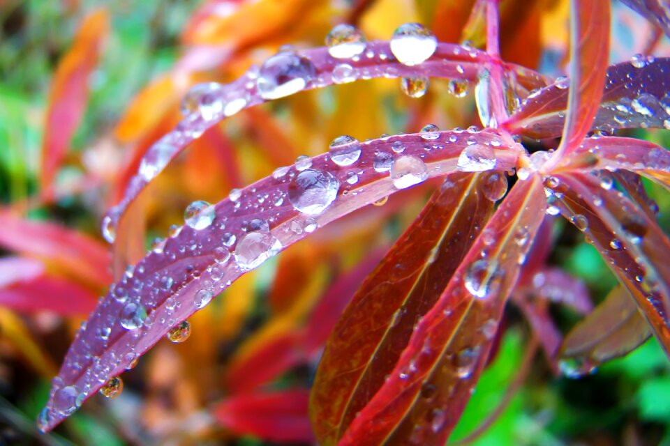 Autumn ecology flora