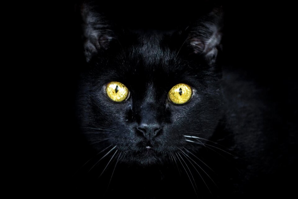 Camouflaged eyes dark