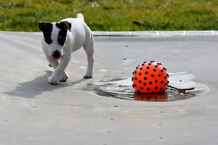 Ball water cute