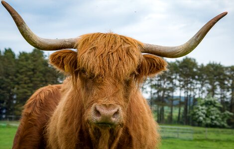 Highland beef cow pasture