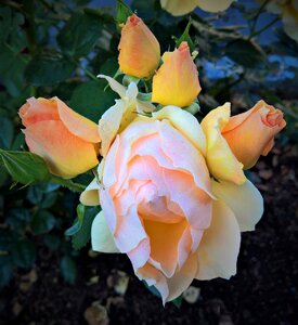 Yellow salmon large flowers photo