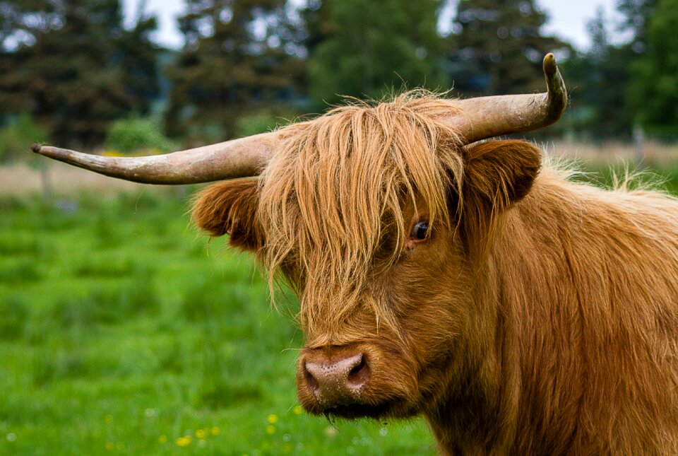 Highland beef cow pasture