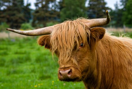 Highland beef cow pasture photo