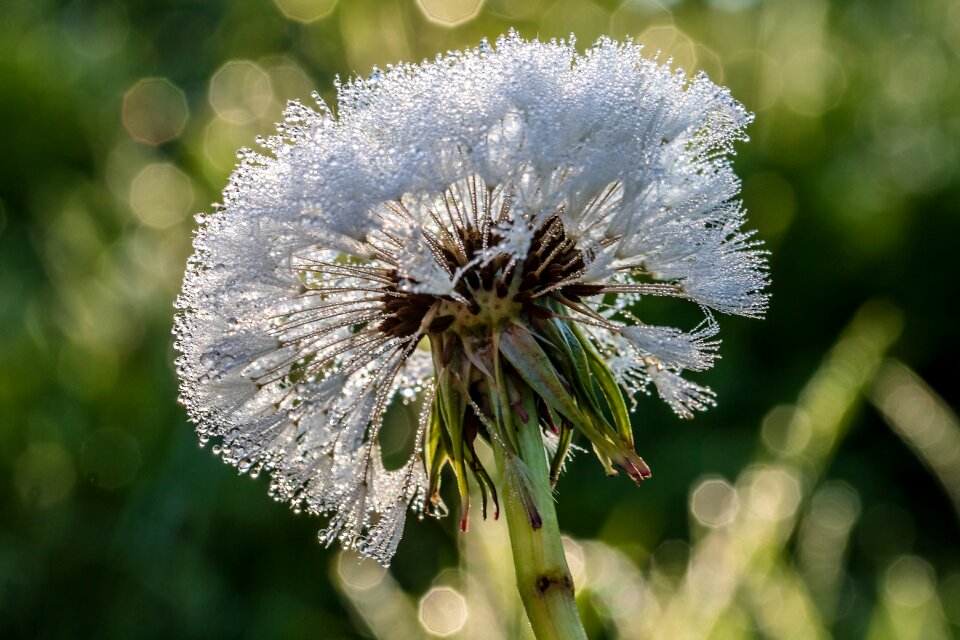 Plant blossom bloom