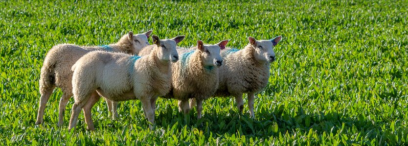 Wool nature pasture