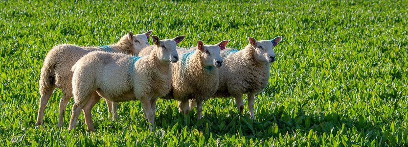 Wool nature pasture photo