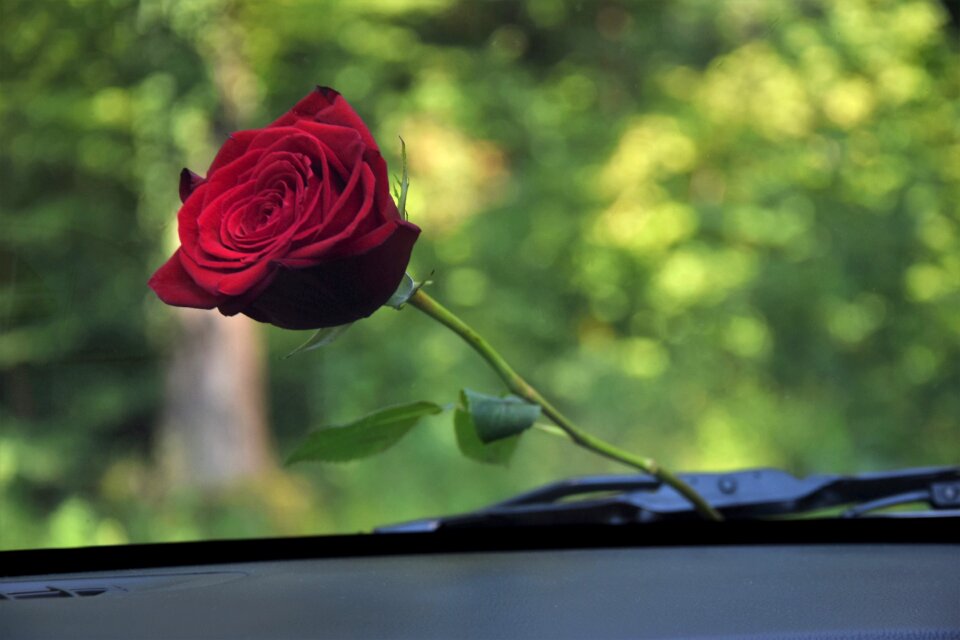 Romance feeling affection