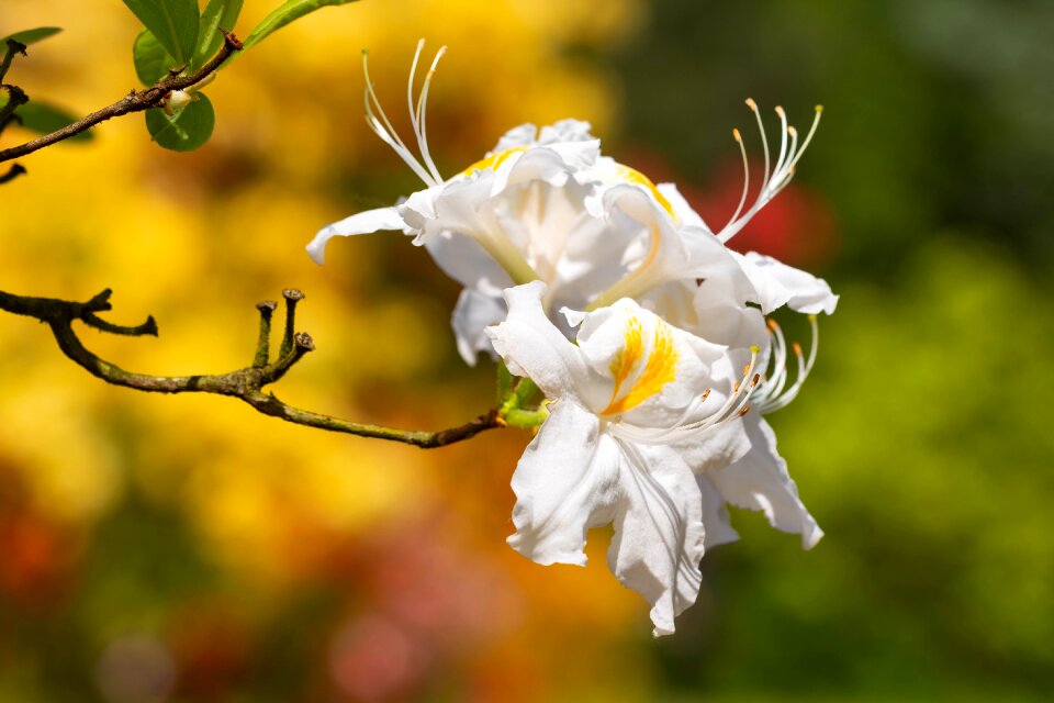 Flower spring flowers
