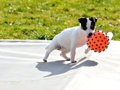 Ball play cute