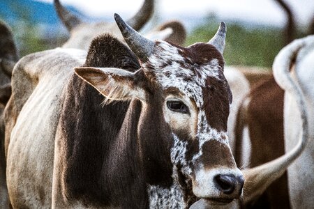 Agriculture closeup head