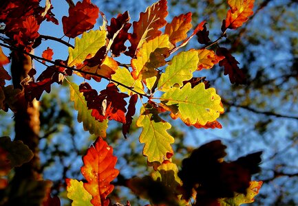Golden polish autumn tree forest photo