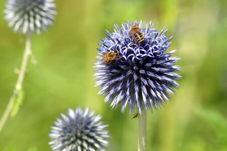 Allium bee bees photo